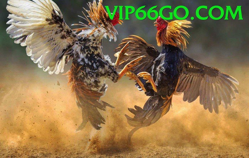 Đá Gà Trực Tiếp - Trải nghiệm tuyệt vời - Chơi mọi lúc mọi nơi