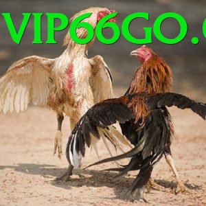Đá Gà Trực Tiếp - vip66 - Chính sách